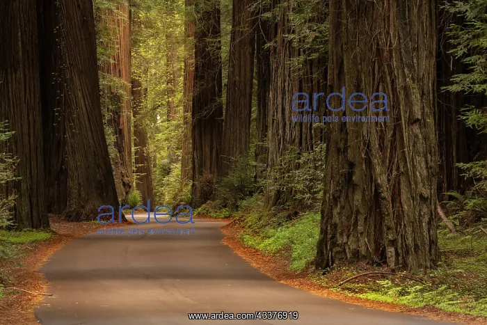 : USA, California, Humboldt Redwoods State Park. Road : USA, California, Humboldt Redwoods State Park. Road