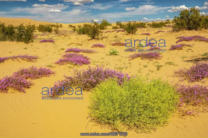: USA, California, Imperial Sand Dunes Recreation Area : USA, California, Imperial Sand Dunes Recreation Area