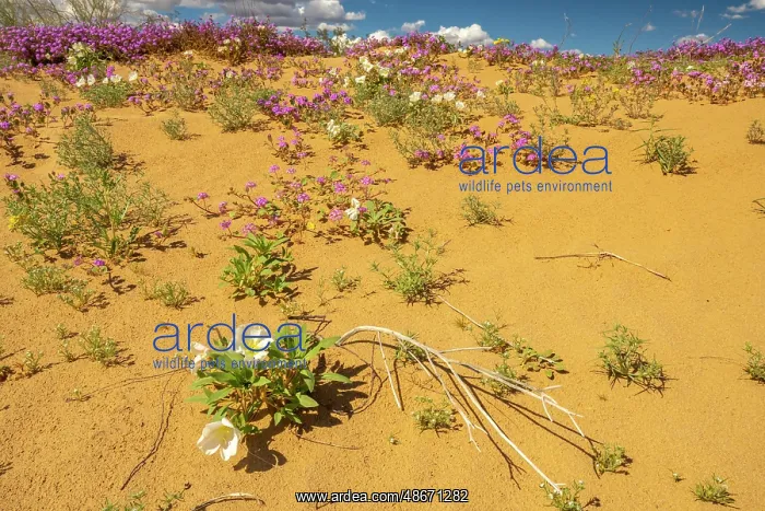 : USA, California, Imperial Sand Dunes Recreation Area : USA, California, Imperial Sand Dunes Recreation Area