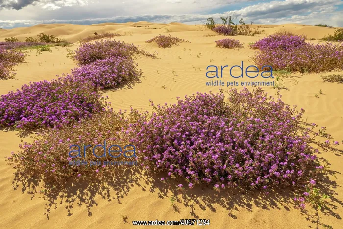  : USA, California, Imperial Sand Dunes Recreation Area