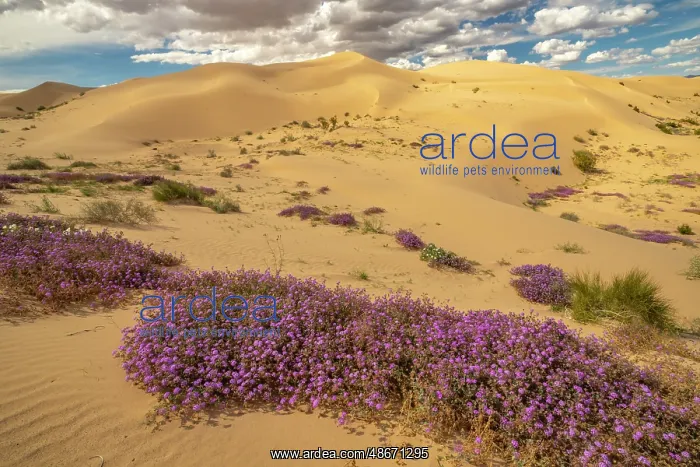 : USA, California, Imperial Sand Dunes Recreation Area : USA, California, Imperial Sand Dunes Recreation Area