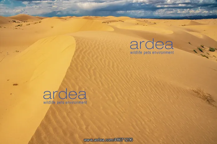: USA, California, Imperial Sand Dunes Recreation Area. Sand : USA, California, Imperial Sand Dunes Recreation Area. Sand