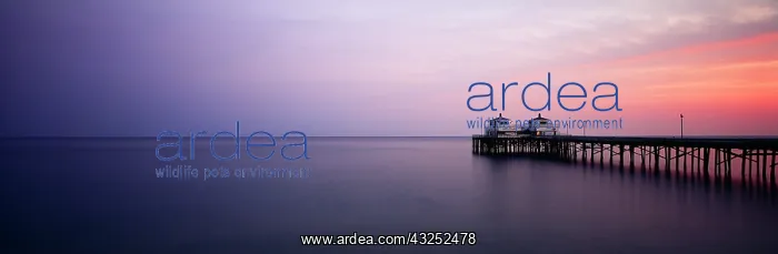 : USA, California, Malibu, Pier at dusk (Large : USA, California, Malibu, Pier at dusk (Large