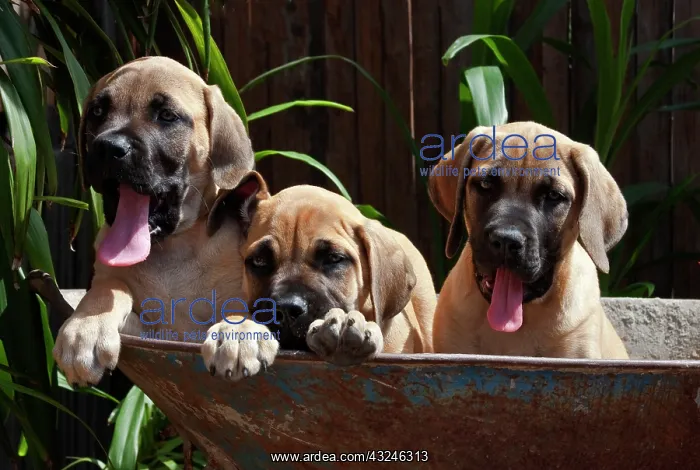 : USA, California. Three Mastiff puppies in : USA, California. Three Mastiff puppies in