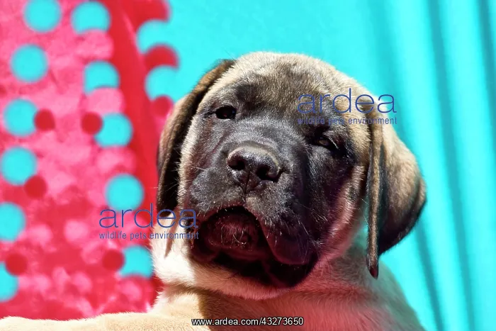 : USA, California. Mastiff puppy looking at : USA, California. Mastiff puppy looking at