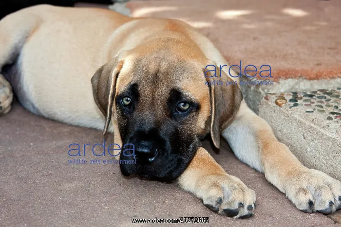  : USA, California. Mastiff puppy lying on