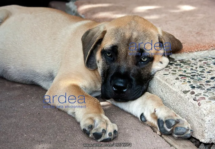  : USA, California. Mastiff puppy lying on
