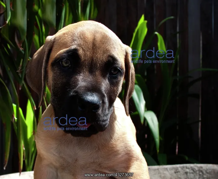 : USA, California. Mastiff puppy portrait : USA, California. Mastiff puppy portrait