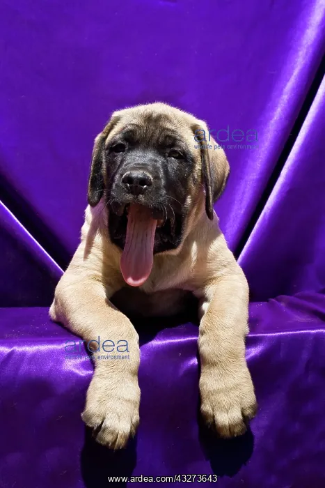 : USA, California. Mastiff puppy in purple : USA, California. Mastiff puppy in purple
