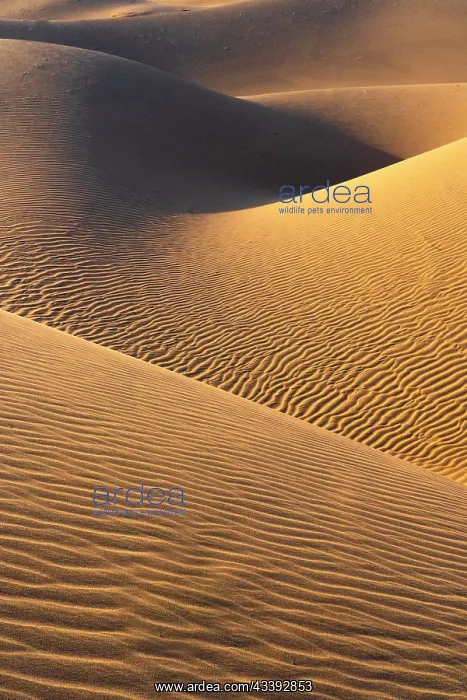 : USA, California. Mojave Trails National Monument : USA, California. Mojave Trails National Monument