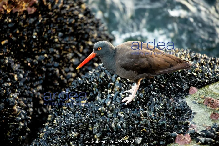 : USA, California, Monterey. Black oystercatcher feeding : USA, California, Monterey. Black oystercatcher feeding