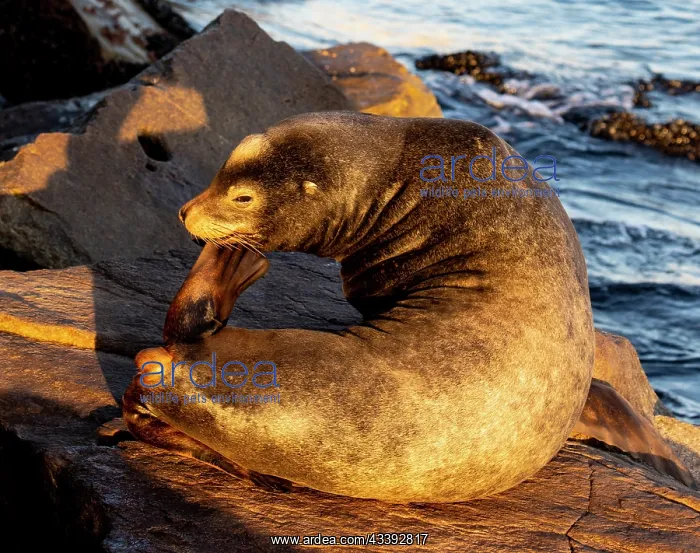  : USA, California, Monterey. First light on sea lion