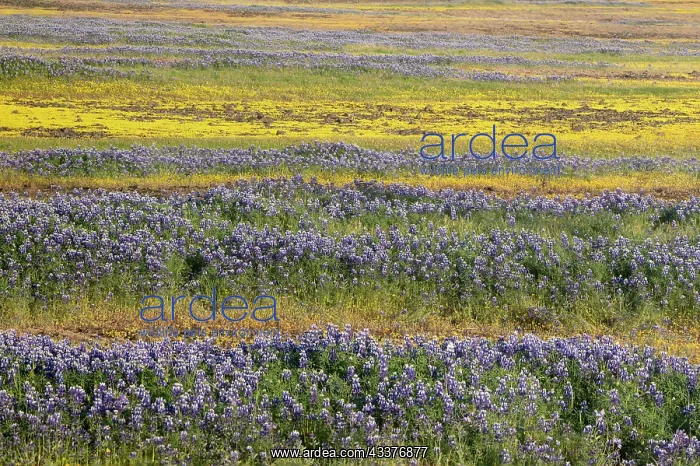  : USA, California, North Table Mountain. Field of wildflowers