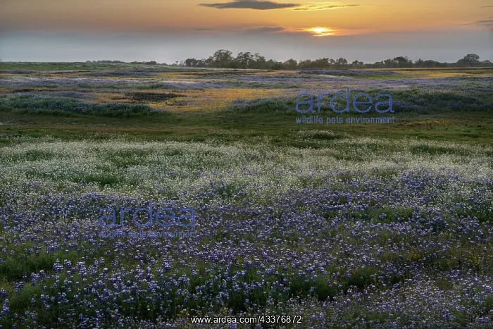 : USA, California, North Table Mountain. Sunset on : USA, California, North Table Mountain. Sunset on