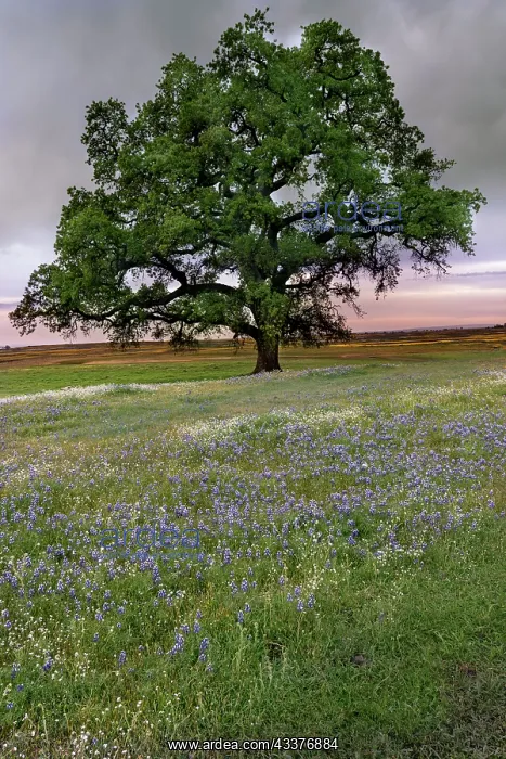 : USA, California, North Table Mountain. Sunset on : USA, California, North Table Mountain. Sunset on