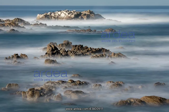 : USA, California, Pacific Grove. Monterey Bay, surf : USA, California, Pacific Grove. Monterey Bay, surf