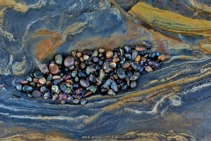  : USA, California, Point Lobos State Natural Reserve