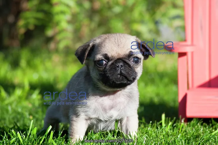 : USA, California. Pug puppy looking at you : USA, California. Pug puppy looking at you