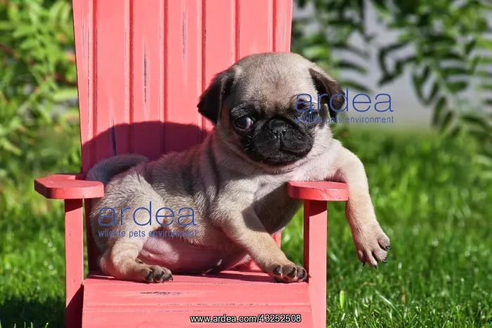 : USA, California. Pug puppy slouching on : USA, California. Pug puppy slouching on