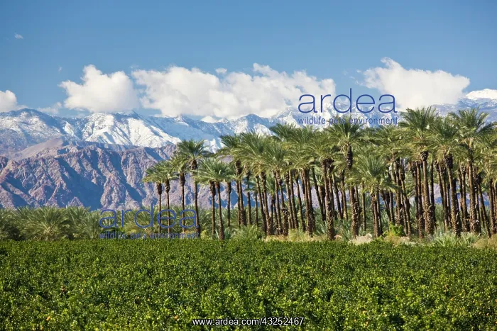 : USA, California, Thermal. Palm grove and : USA, California, Thermal. Palm grove and