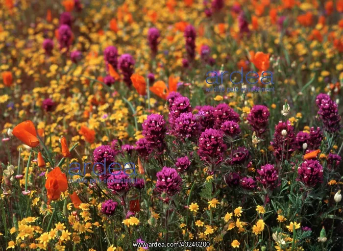 : USA, California, View of Owl's Clover, poppies : USA, California, View of Owl's Clover, poppies