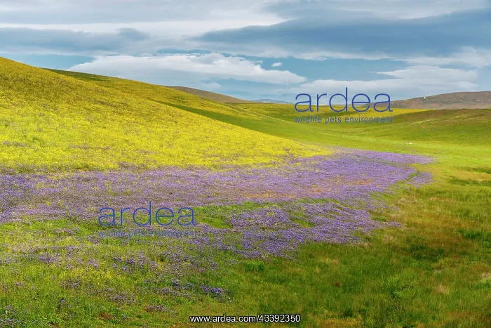 : USA, California. Wildflowers cover hillsides. @ Don : USA, California. Wildflowers cover hillsides. @ Don