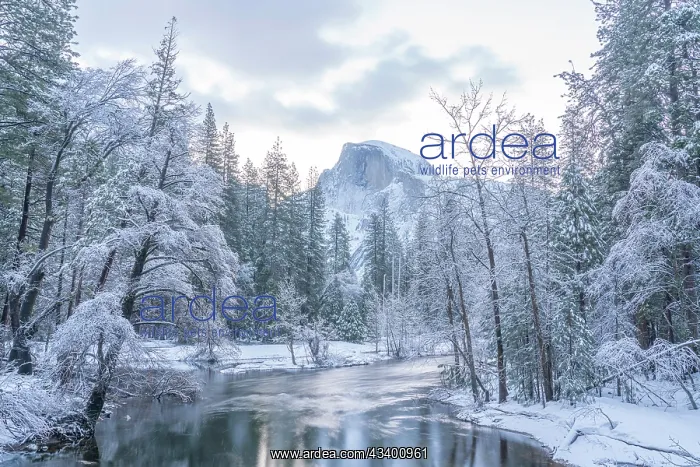 : USA, California, Yosemite National Park. Snow-covered : USA, California, Yosemite National Park. Snow-covered