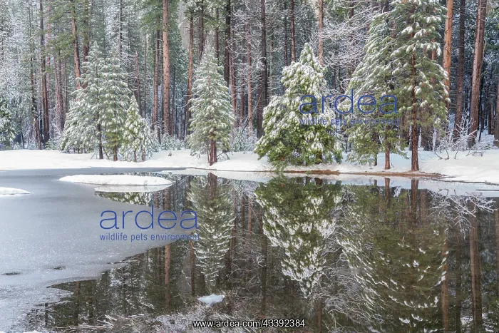 : USA, California, Yosemite National Park. Forest : USA, California, Yosemite National Park. Forest
