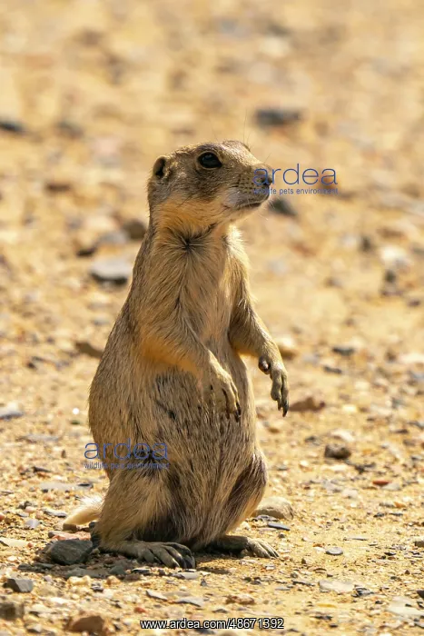 : USA, Colorado, Arapaho National Wildlife Refuge : USA, Colorado, Arapaho National Wildlife Refuge