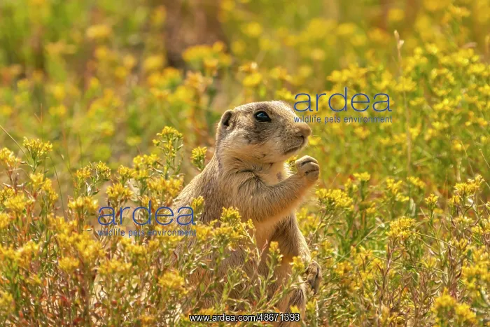 : USA, Colorado, Arapaho National Wildlife Refuge