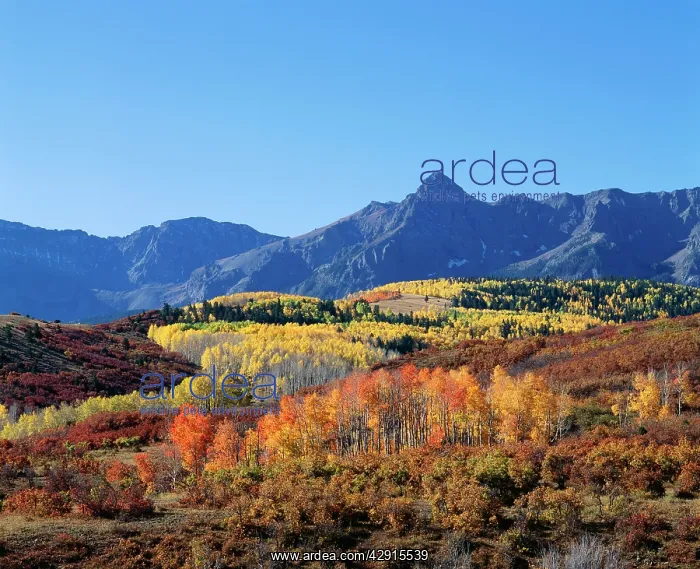 : USA - Colorado, Autumn colours in Rocky Mountains : USA - Colorado, Autumn colours in Rocky Mountains
