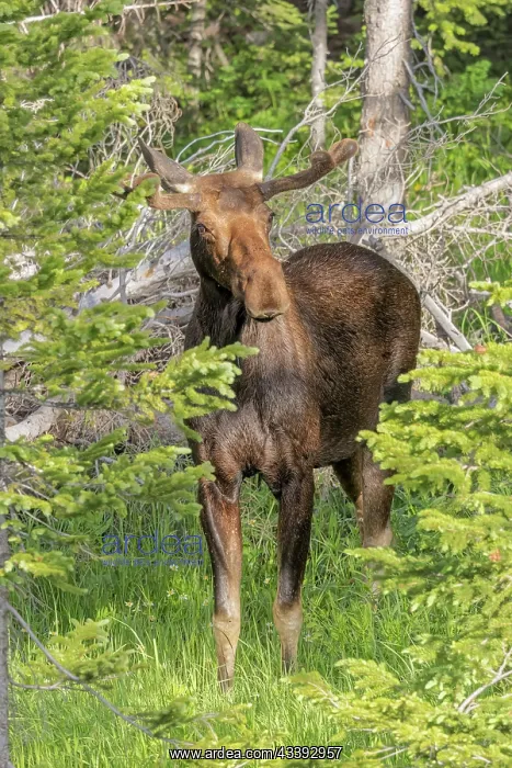: USA, Colorado, Cameron Pass. Close-up of bull moose : USA, Colorado, Cameron Pass. Close-up of bull moose
