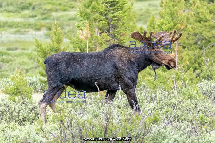 : USA, Colorado, Cameron Pass. Close-up of bull moose : USA, Colorado, Cameron Pass. Close-up of bull moose