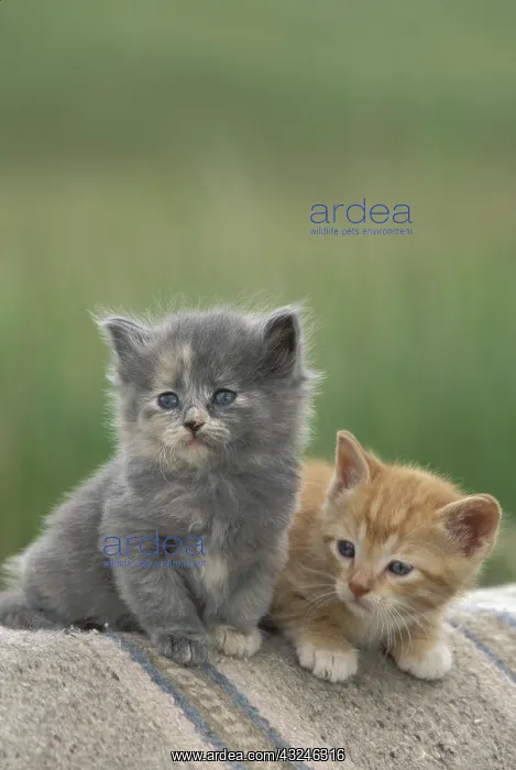 : USA, Colorado, Divide. Two barn kittens : USA, Colorado, Divide. Two barn kittens