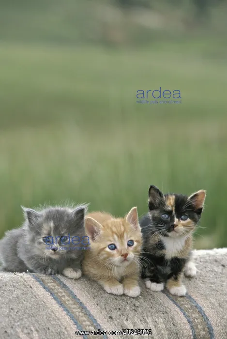 : USA, Colorado, Divide. A trio of barn kittens : USA, Colorado, Divide. A trio of barn kittens