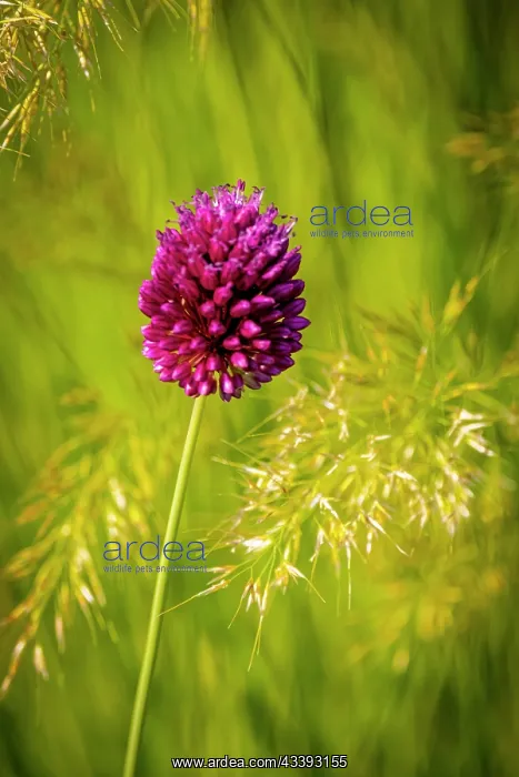 : USA, Colorado, Fort Collins. Allium plant close-up : USA, Colorado, Fort Collins. Allium plant close-up