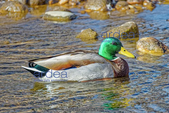 : USA, Colorado, Fort Collins. American mallard duck in water : USA, Colorado, Fort Collins. American mallard duck in water