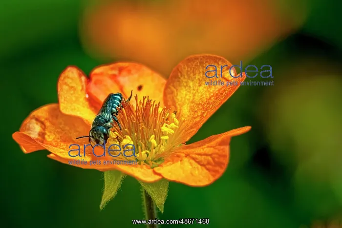: USA, Colorado, Fort Collins. Bicolored sweat bee on orange : USA, Colorado, Fort Collins. Bicolored sweat bee on orange