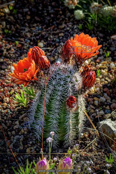 : USA, Colorado, Fort Collins. Blooming cactus close-up : USA, Colorado, Fort Collins. Blooming cactus close-up