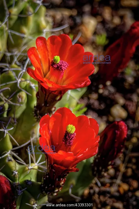 : USA, Colorado, Fort Collins. Blooming cactus close-up : USA, Colorado, Fort Collins. Blooming cactus close-up