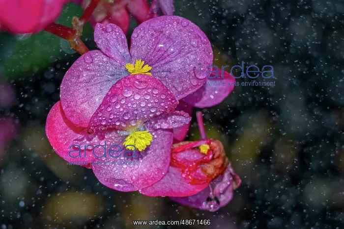 : USA, Colorado, Fort Collins. Close-up of begonia flower : USA, Colorado, Fort Collins. Close-up of begonia flower