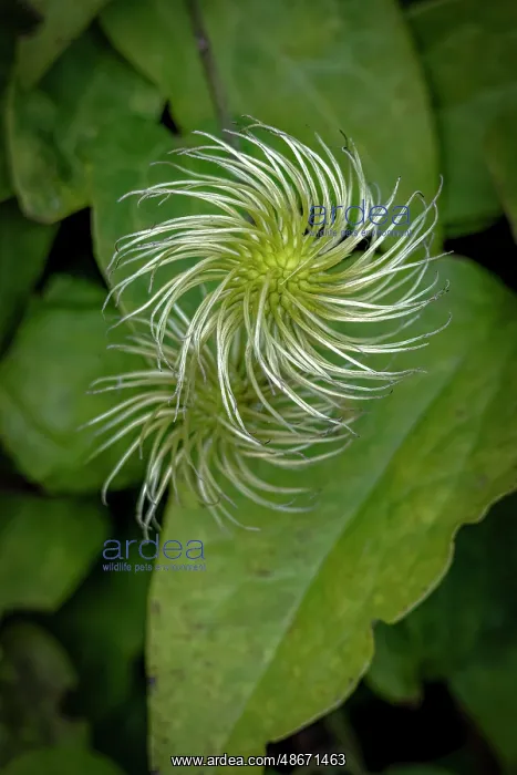 : USA, Colorado, Fort Collins. Close-up of exotic flower : USA, Colorado, Fort Collins. Close-up of exotic flower