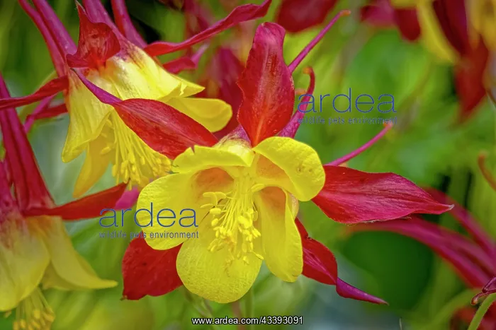 : USA, Colorado, Fort Collins. Columbine flower close-up : USA, Colorado, Fort Collins. Columbine flower close-up