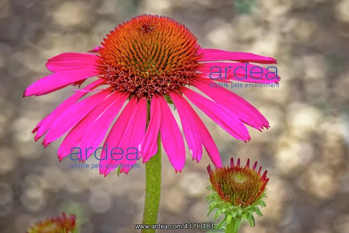  : USA, Colorado, Fort Collins. Coneflower close-up