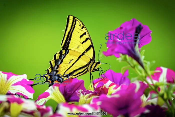 : USA, Colorado, Fort Collins. Eastern tiger swallowtail : USA, Colorado, Fort Collins. Eastern tiger swallowtail
