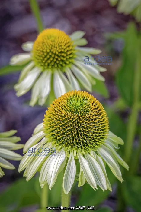 : USA, Colorado, Fort Collins. Echinacea flower close-up : USA, Colorado, Fort Collins. Echinacea flower close-up
