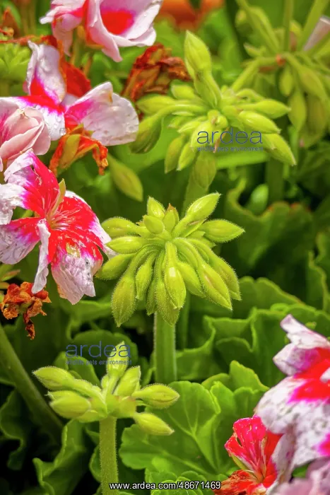 : USA, Colorado, Fort Collins. Geranium flowers close-up : USA, Colorado, Fort Collins. Geranium flowers close-up