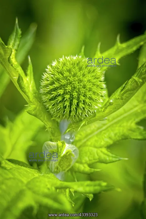 : USA, Colorado, Fort Collins. Globe thistle close-up : USA, Colorado, Fort Collins. Globe thistle close-up