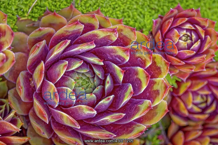 : USA, Colorado, Fort Collins. Hens and chicks succulent : USA, Colorado, Fort Collins. Hens and chicks succulent