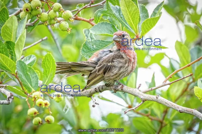  : USA, Colorado, Fort Collins. Male house finch in
